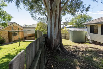 Boundary tree growing on a shared fence line in Sunshine Coast