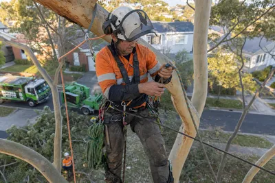 Qualified arborist working with a two rope climbing system in a backyard eucalyptus in Sunshine Coast
