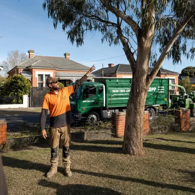 Tree Removal pricing in Sunshine Coast