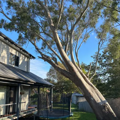 Before: Salt-rotted melaleuca leaning onto a carport, Sunshine Coast