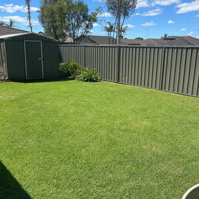 After: Cyclone-snapped hoop pine on a hinterland block, Sunshine Coast