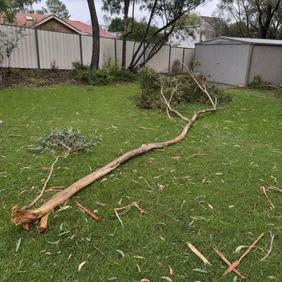 Before: Cyclone-snapped hoop pine on a hinterland block, Sunshine Coast