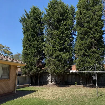 Before: Old poinciana over a swimming pool, Sunshine Coast