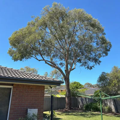 After: Crown reduction on a coastal fig over a tile roof, Sunshine Coast