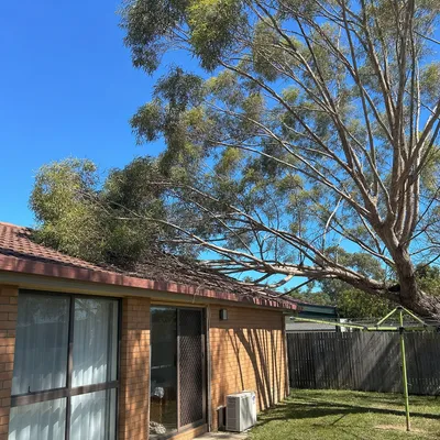 Before: Crown reduction on a coastal fig over a tile roof, Sunshine Coast