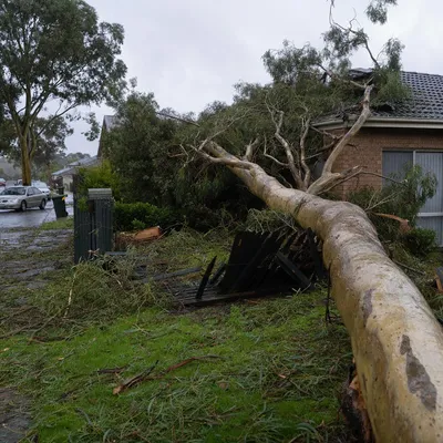 Emergency Tree Services services in Sunshine Coast by local qualified arborists