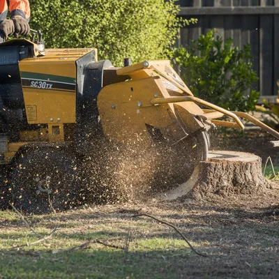 Stump Grinding in Sunshine Coast, qualified arborists